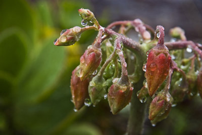 Buds in the Rain