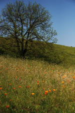 California Poppies