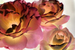 Colorful Roses 2