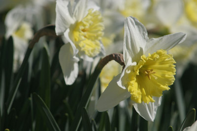 Daffodils