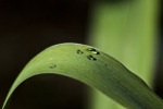 Droplets on a Leaf
