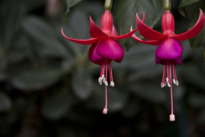 Fuschia