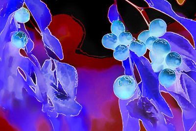 Glowing Berries 2