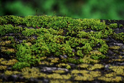 Green Moss