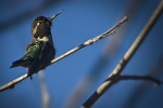 Hummingbird 1