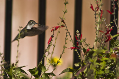 Hummingbird 2