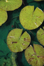 Lily Pads