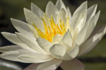 Lotus Flower