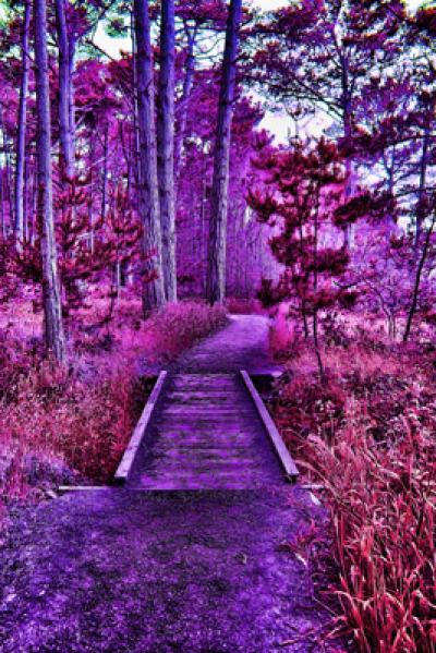 Point Lobos Trail 2