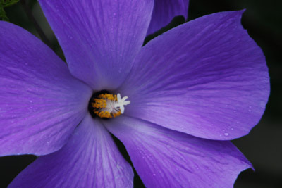 Purple Floral