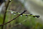 Raindrops