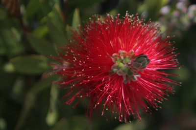 Red Bottlebrush