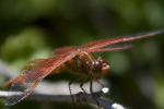 Red Dragonfly 2