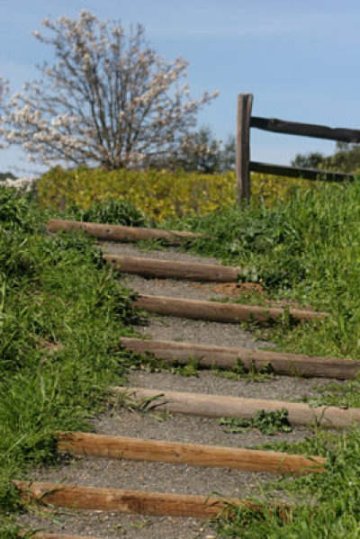 Rugged Steps