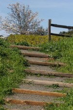 Rugged Steps