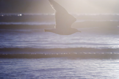 Seagulls 4