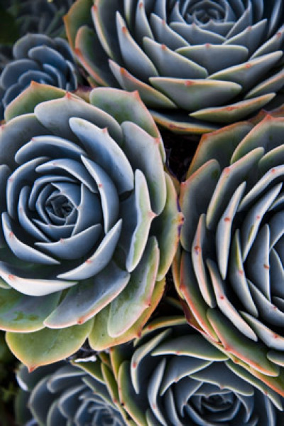 Succulents