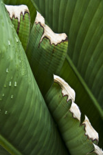 Tropical Leaves 2