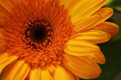 Yellow Daisy