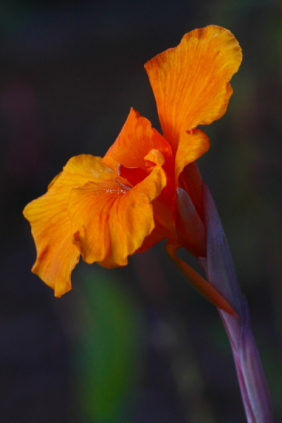 Canna Gold