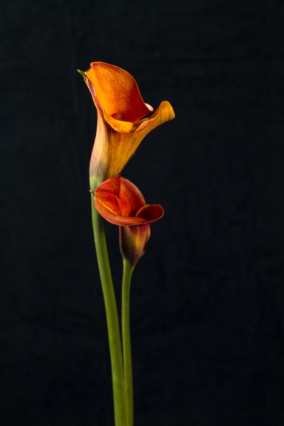 Golden Callas #1