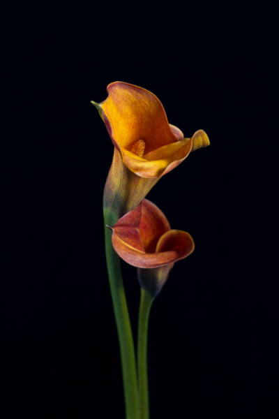 Golden Callas #2