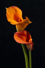 Golden Callas #3