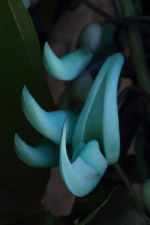 Jade Vine