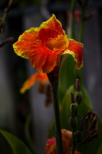 Red Canna