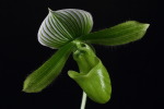 Slipper Orchid