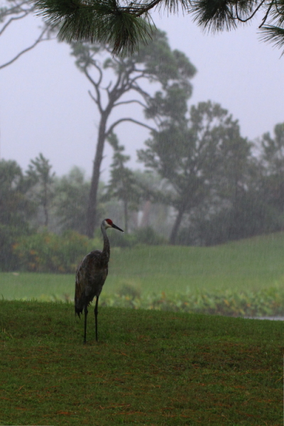 Soft Summer Rain