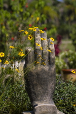 Touching Daisies