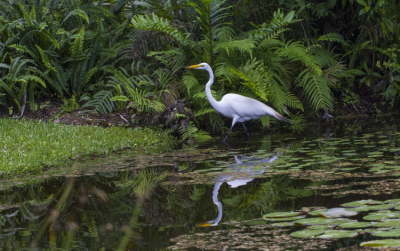 Wading