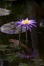 Water Lily #2