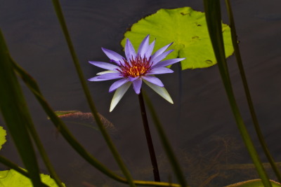 Water Lily #3