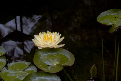 Water Lily #5