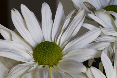 White Daisy