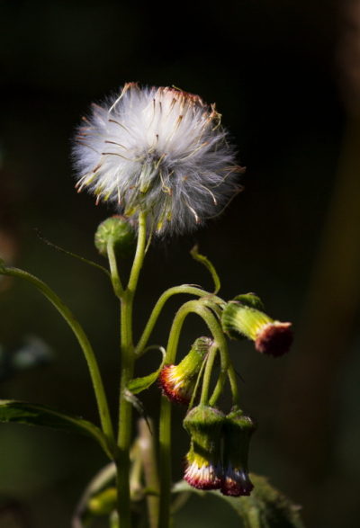 Wildflower