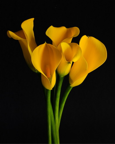 Yellow Callas