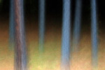 Enchanted Forest #2