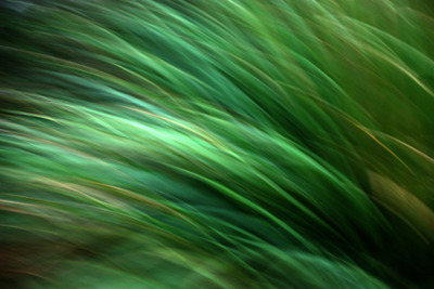 Field Grass