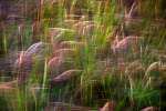 Field Grass #2