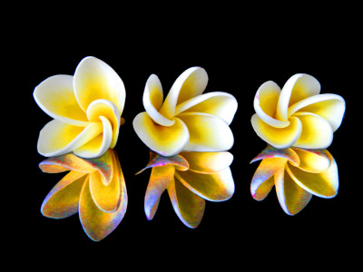 Plumeria Frangipani