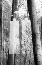 Gothic Window and Tree Trunks, Germany