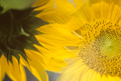 Sunflowers II - Front and Back