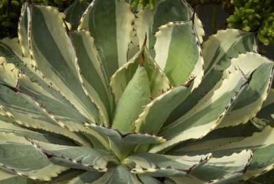Kichiokan Marginata