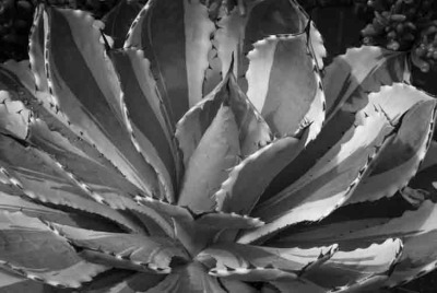 Kichiokan Marginata BW