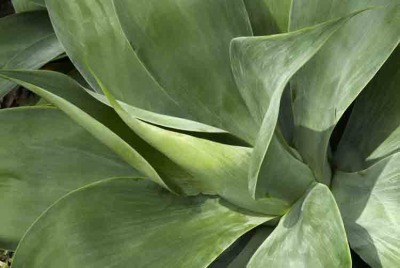 Agave Nova