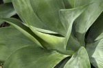 Agave Nova