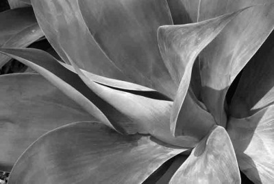 Agave Nova BW